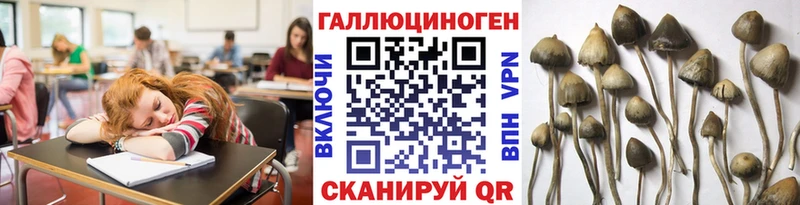 дарнет шоп  Тюкалинск  Галлюциногенные грибы Psilocybine cubensis 